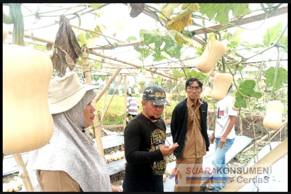 Foto : Kelompok Tani Tamiang Midang dan UPTD Desa Ciwalen  sedang melaksanakan panen