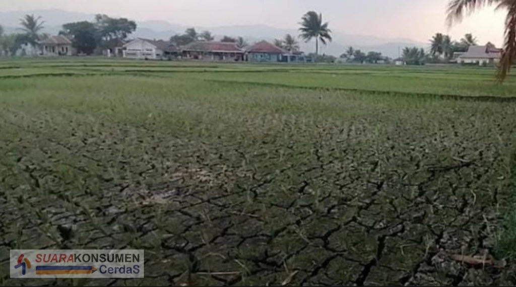 Foto: kekeringan sawah extrime akibat El Nino di Kabupaten Cianjur